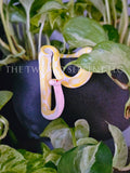 Albino Ball Python