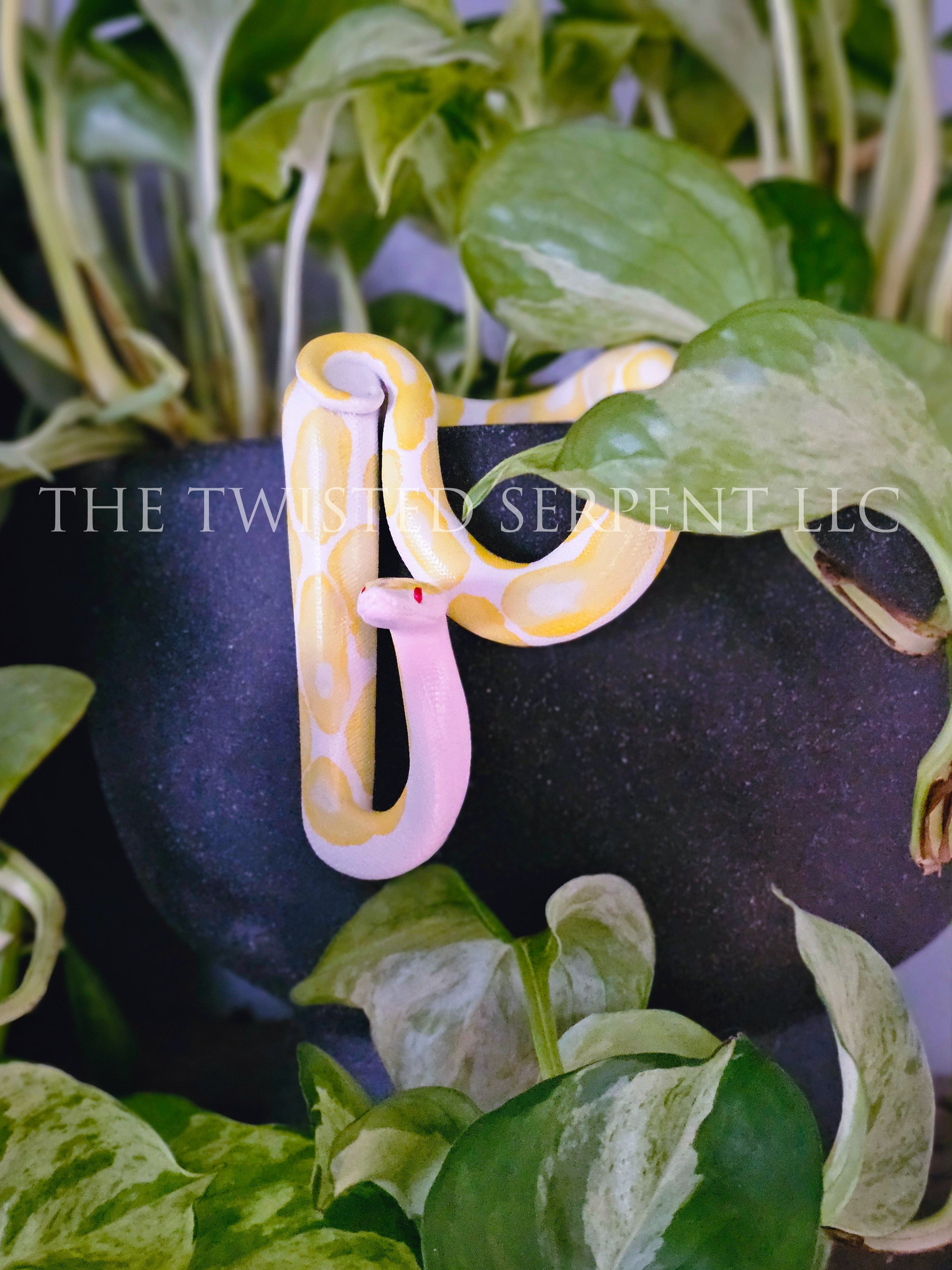 Albino Ball Python