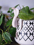 Albino Cobra