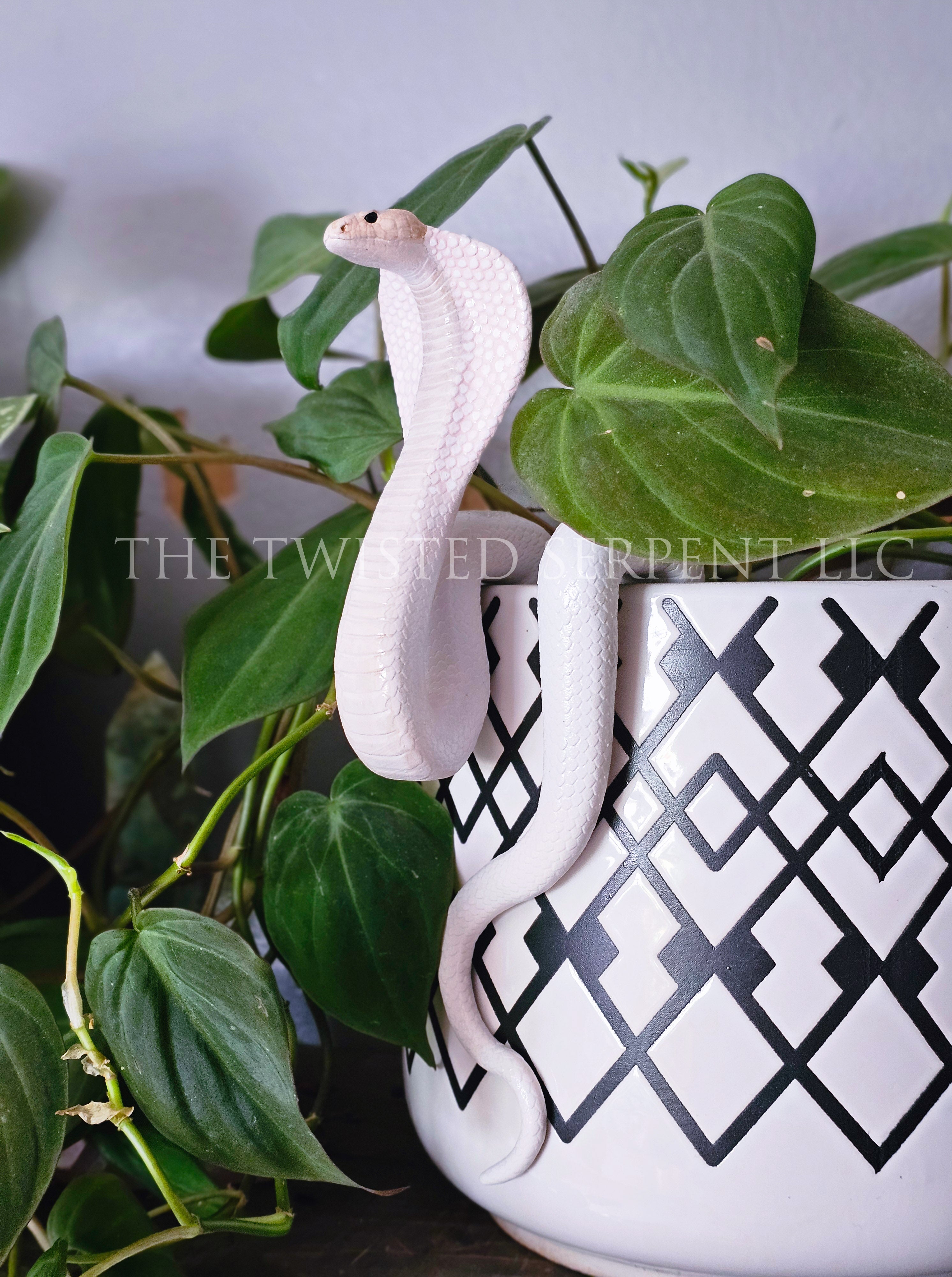 Albino Cobra