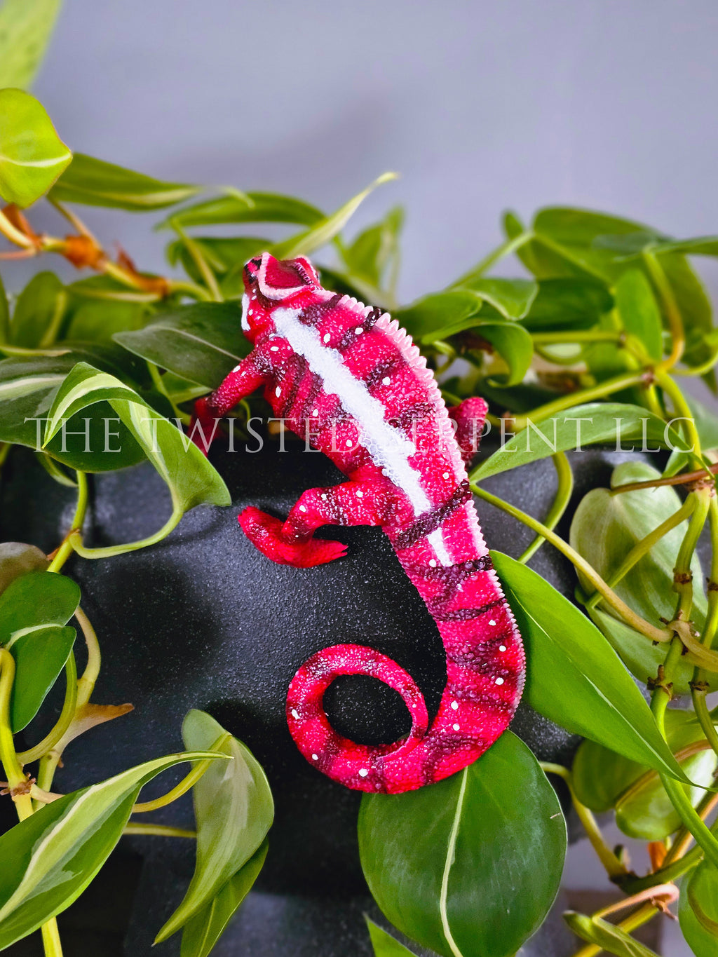 Ankaramy Red Panther Chameleon Pot Pal