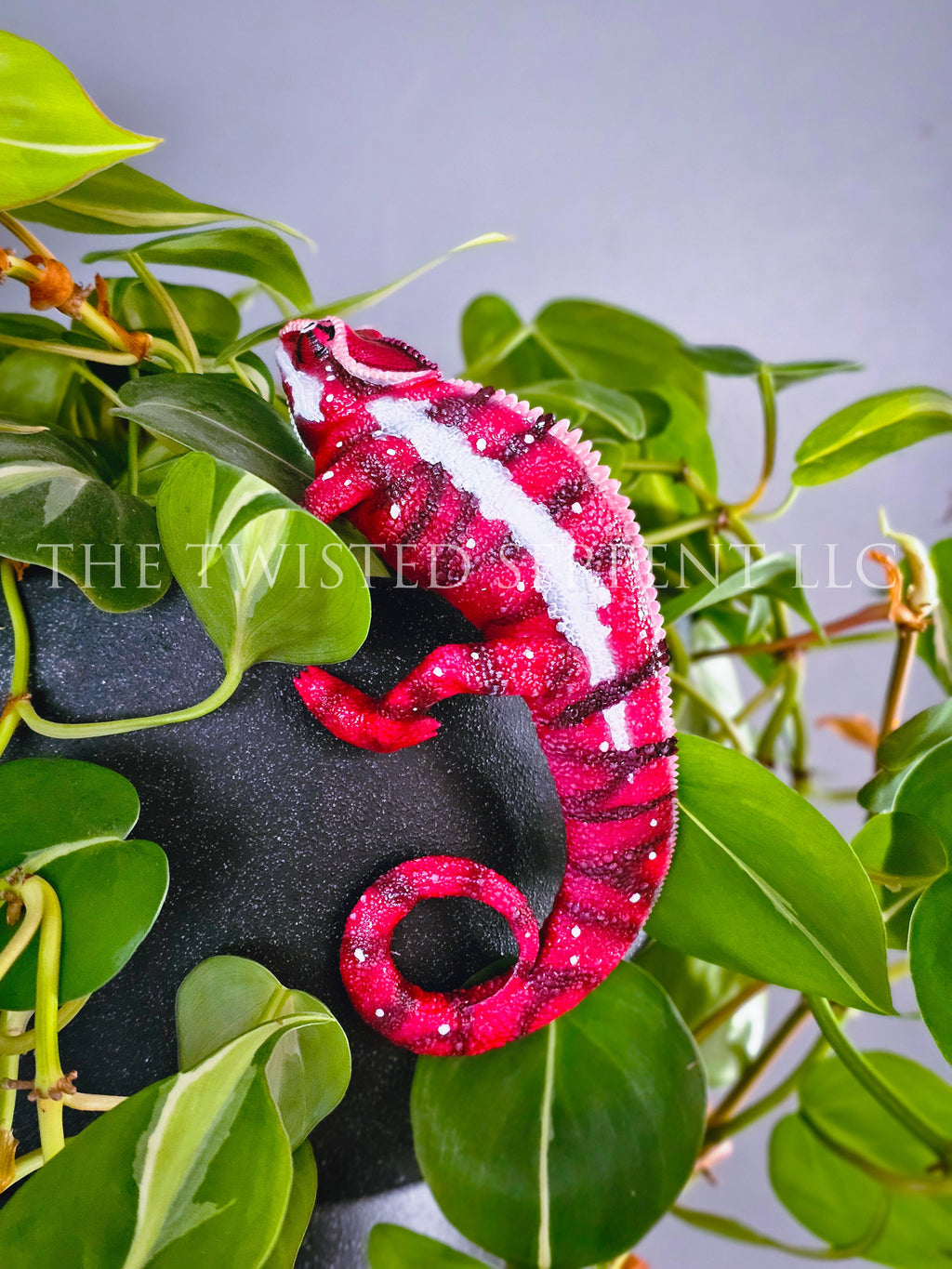 Ankaramy Red Panther Chameleon Pot Pal