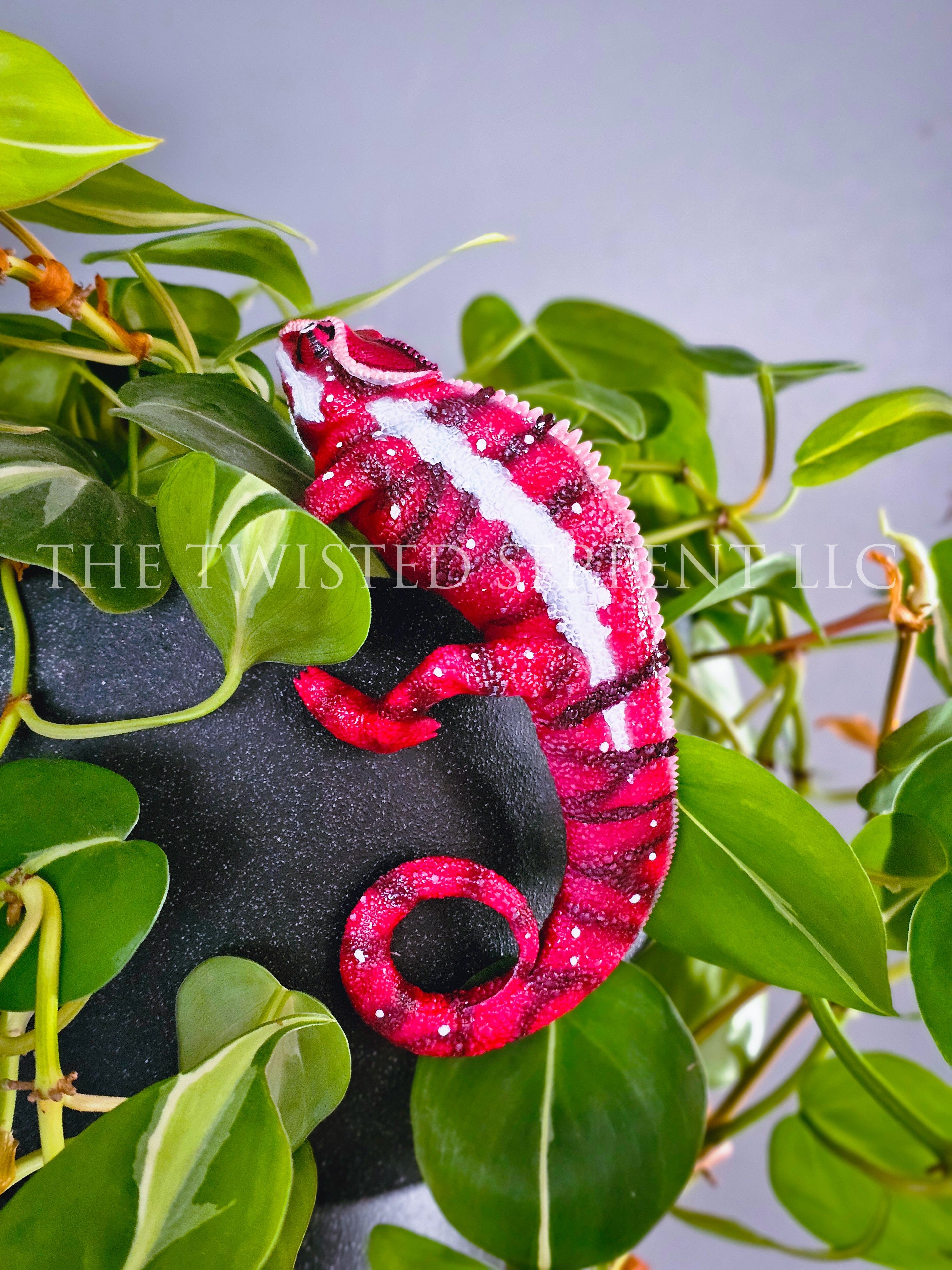 Ankaramy Red Panther Chameleon Pot Pal