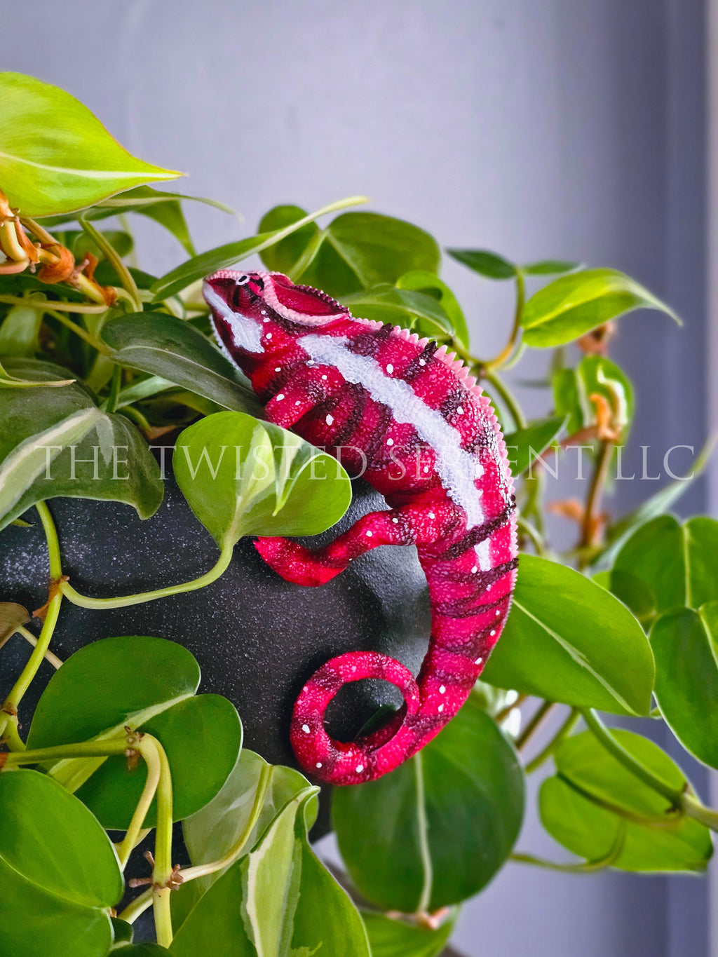 Ankaramy Red Panther Chameleon Pot Pal