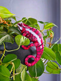 Ankaramy Red Panther Chameleon Pot Pal