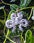 Axanthic Hognose Earrings