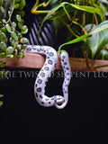 Axanthic Hognose Shelf Sitter