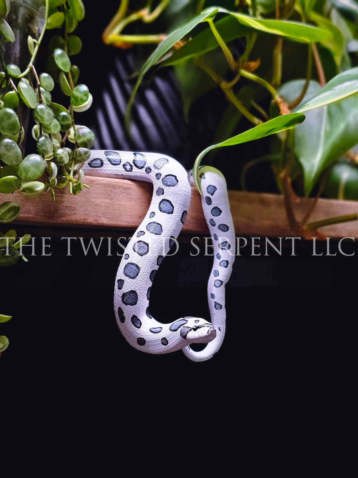 Axanthic Hognose Shelf Sitter