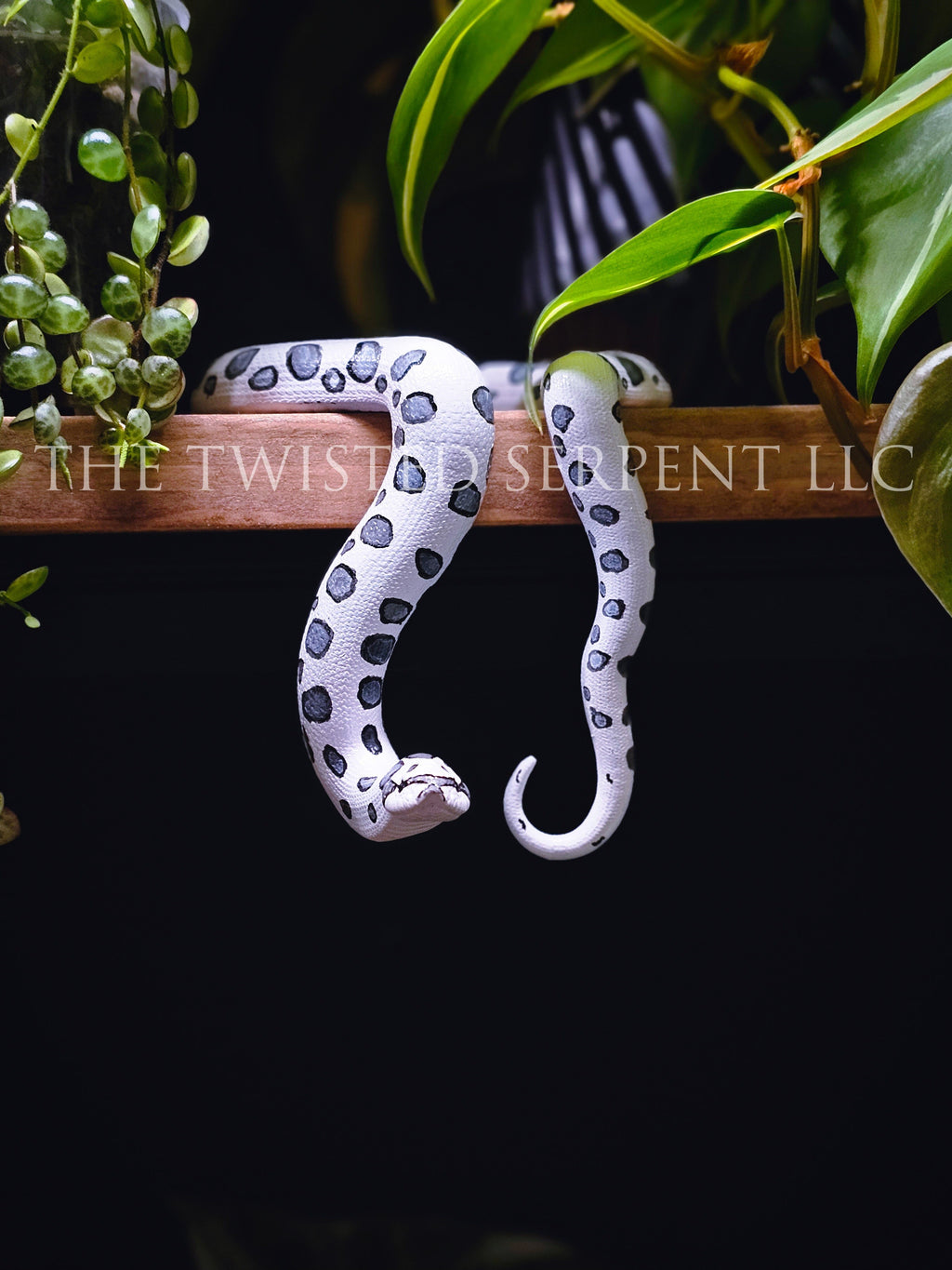 Axanthic Hognose Shelf Sitter