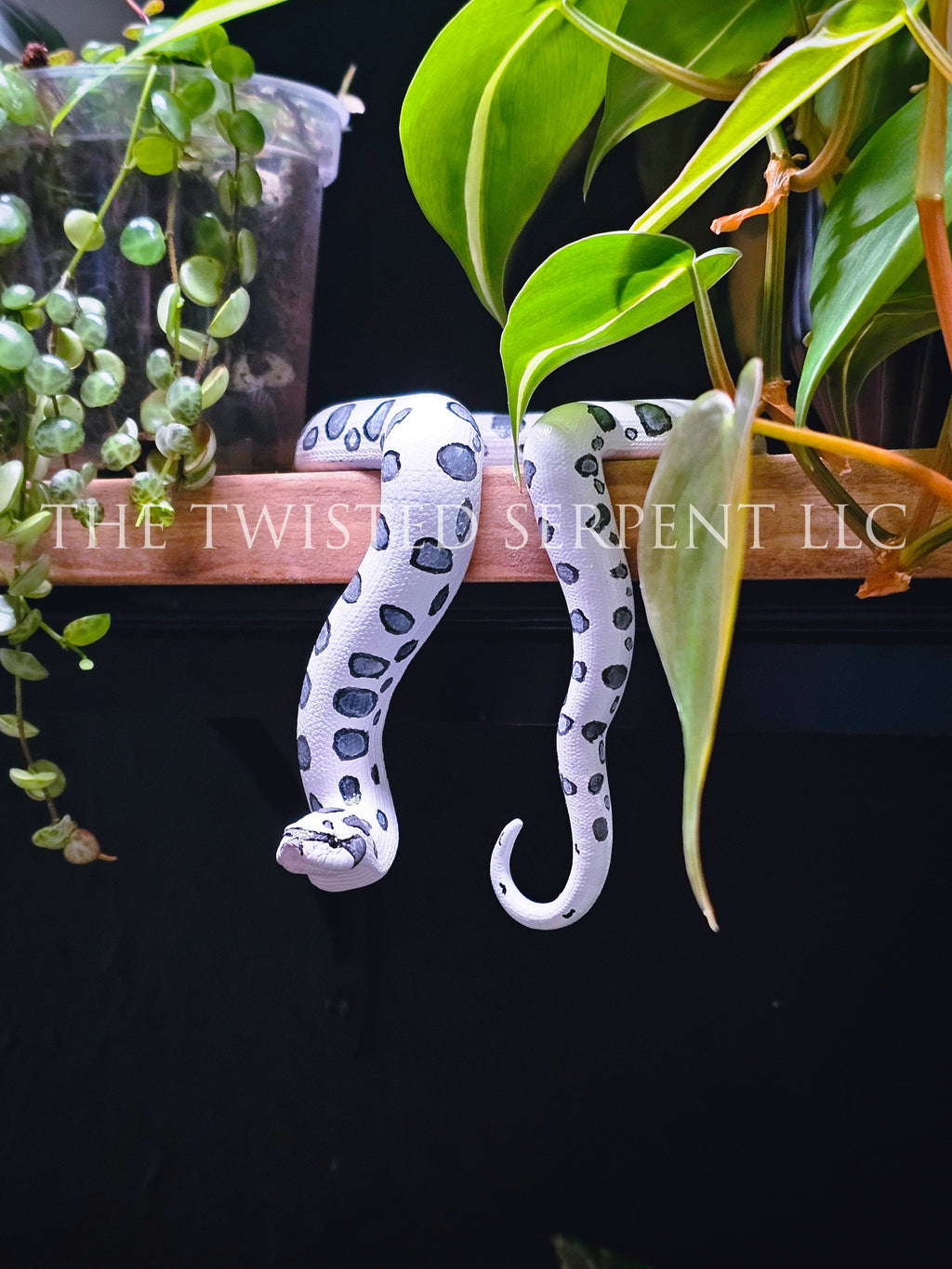 Axanthic Hognose Shelf Sitter