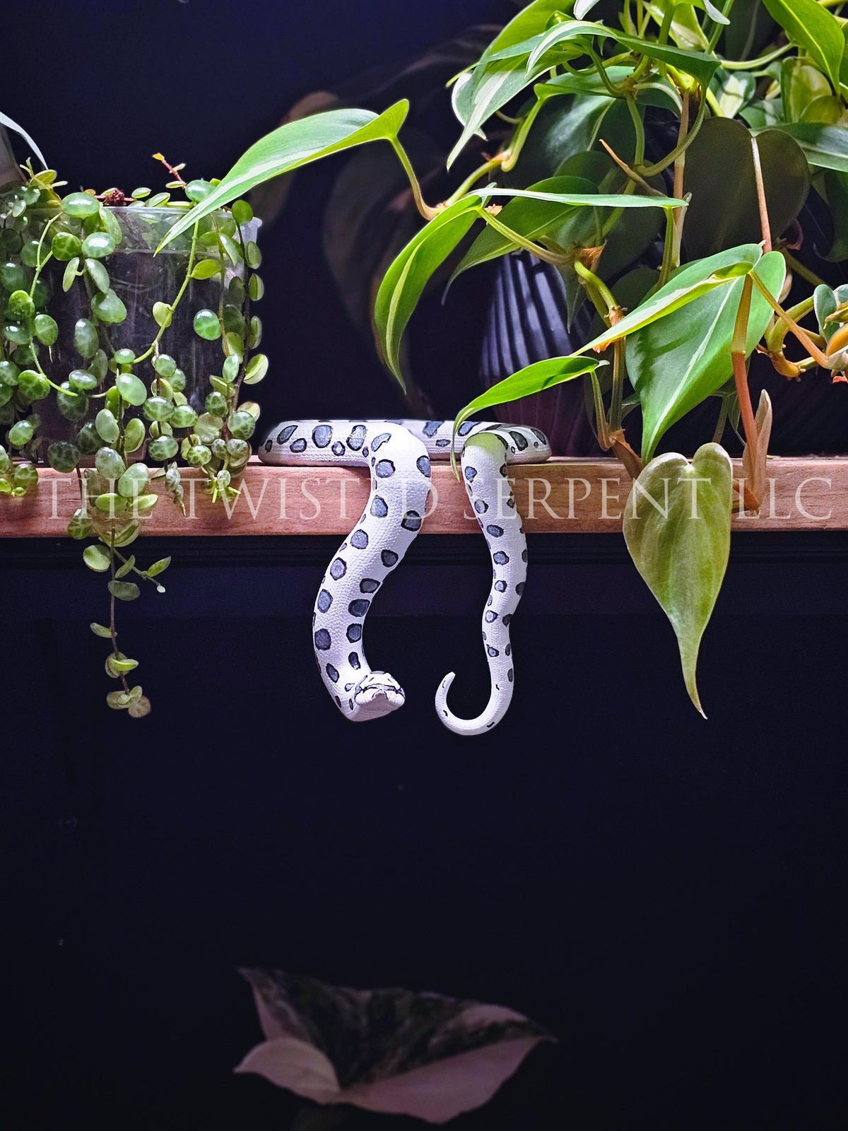 Axanthic Hognose Shelf Sitter
