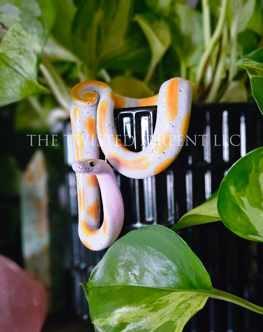Banana Ball Python