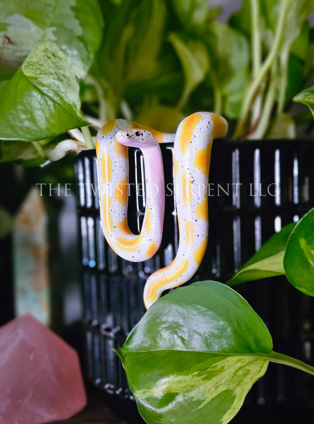 Banana Ball Python