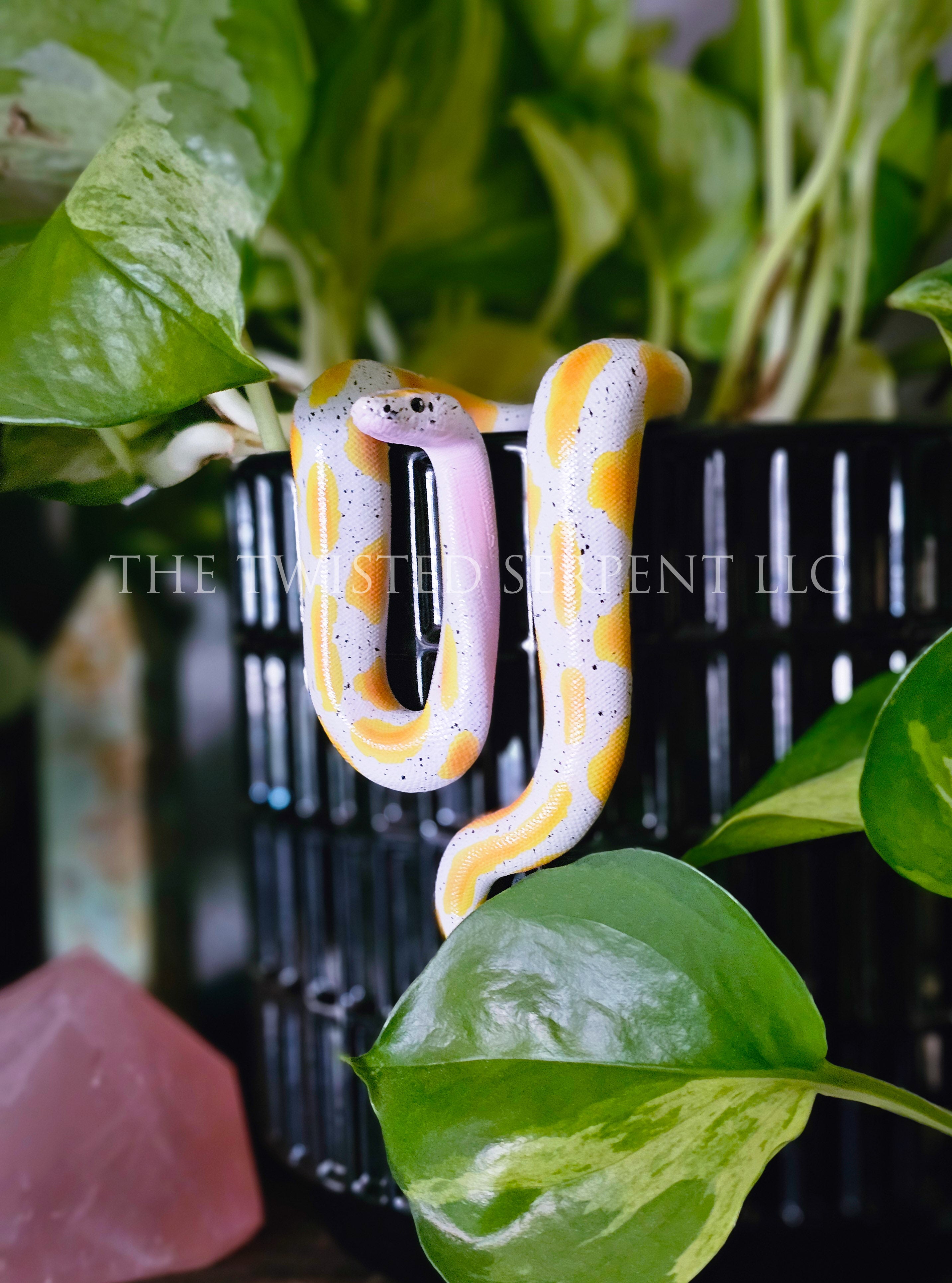 Banana Ball Python