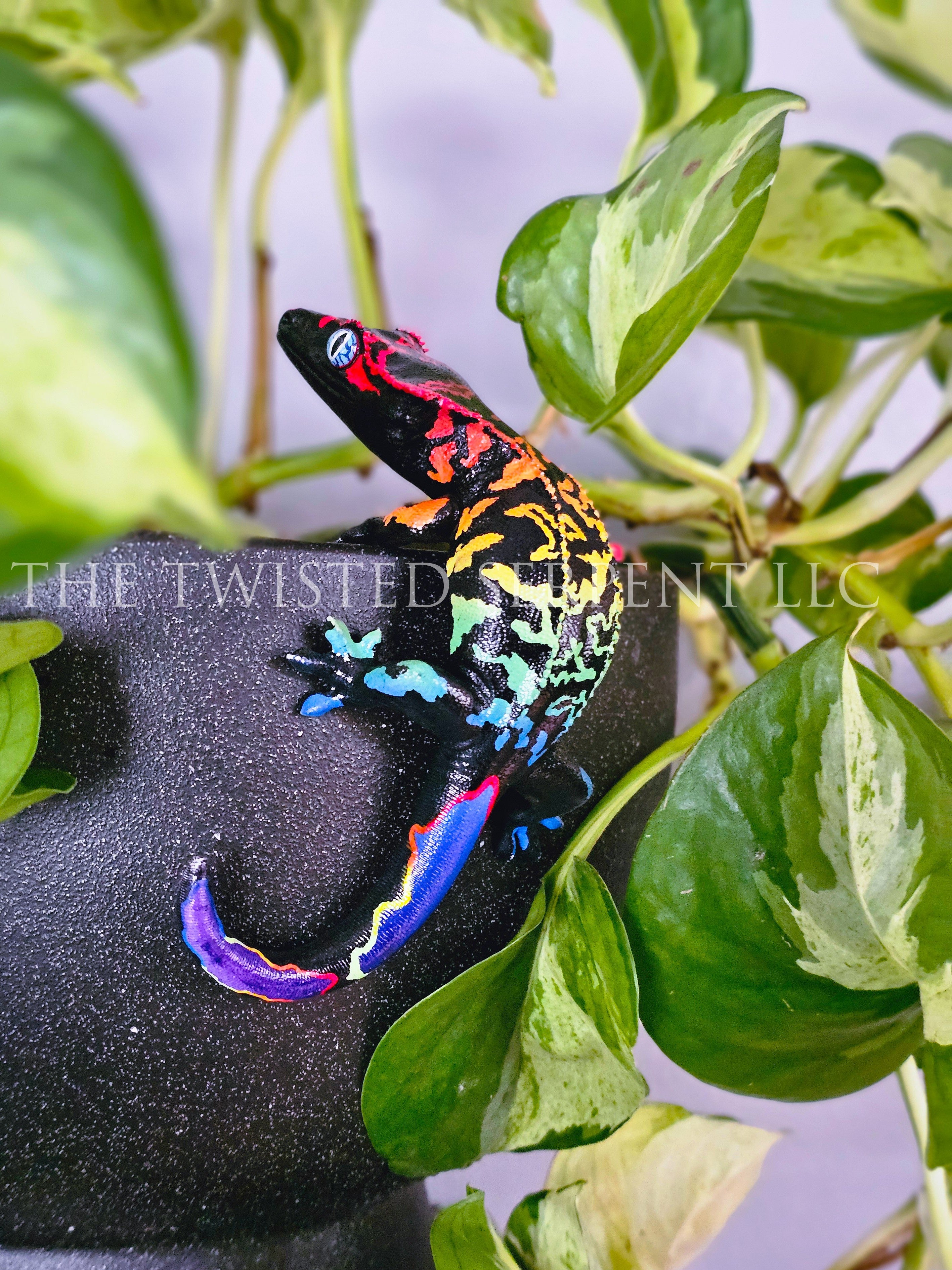 Black Rainbow Crested Gecko Pot Pal