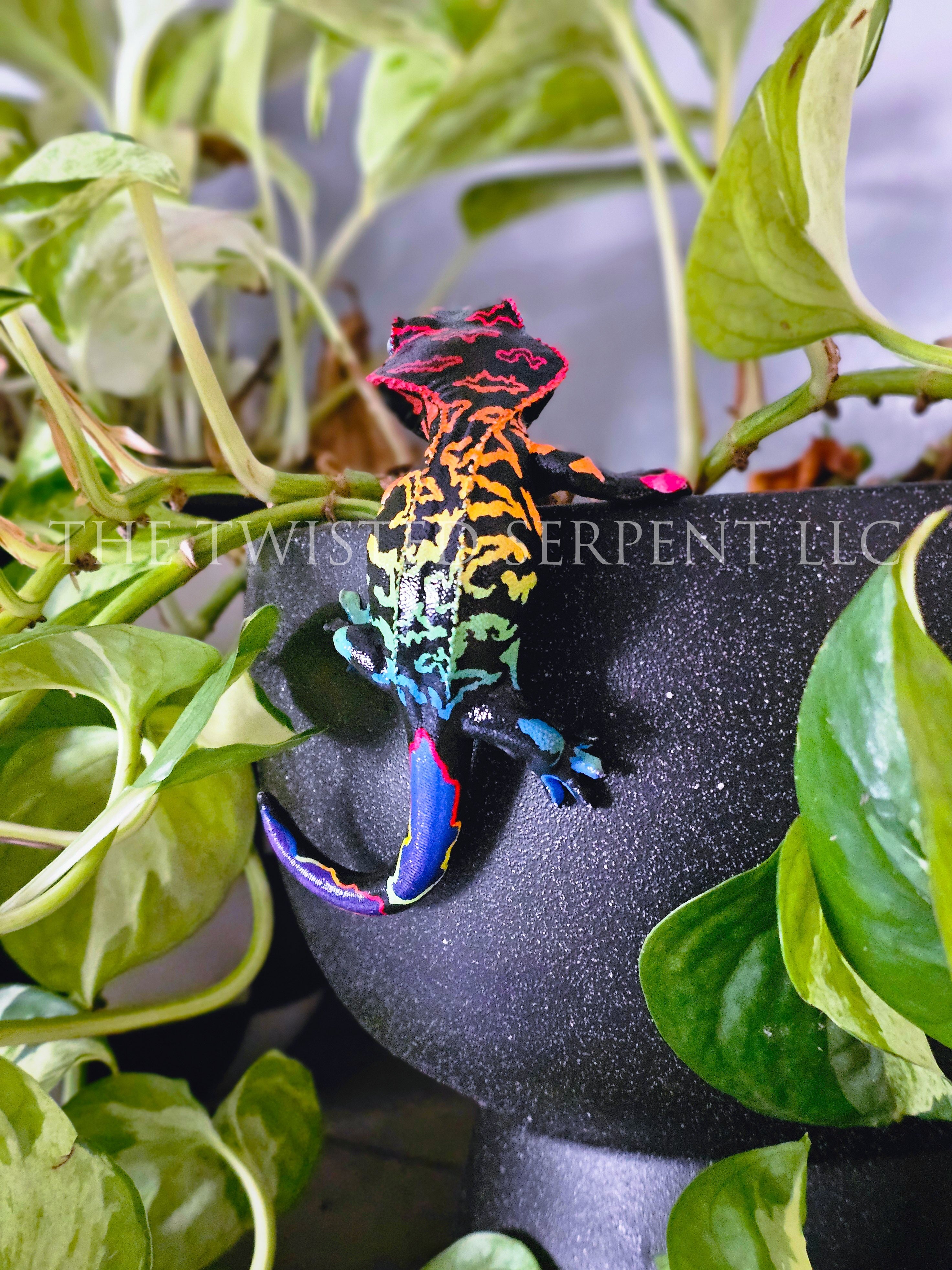 Black Rainbow Crested Gecko Pot Pal