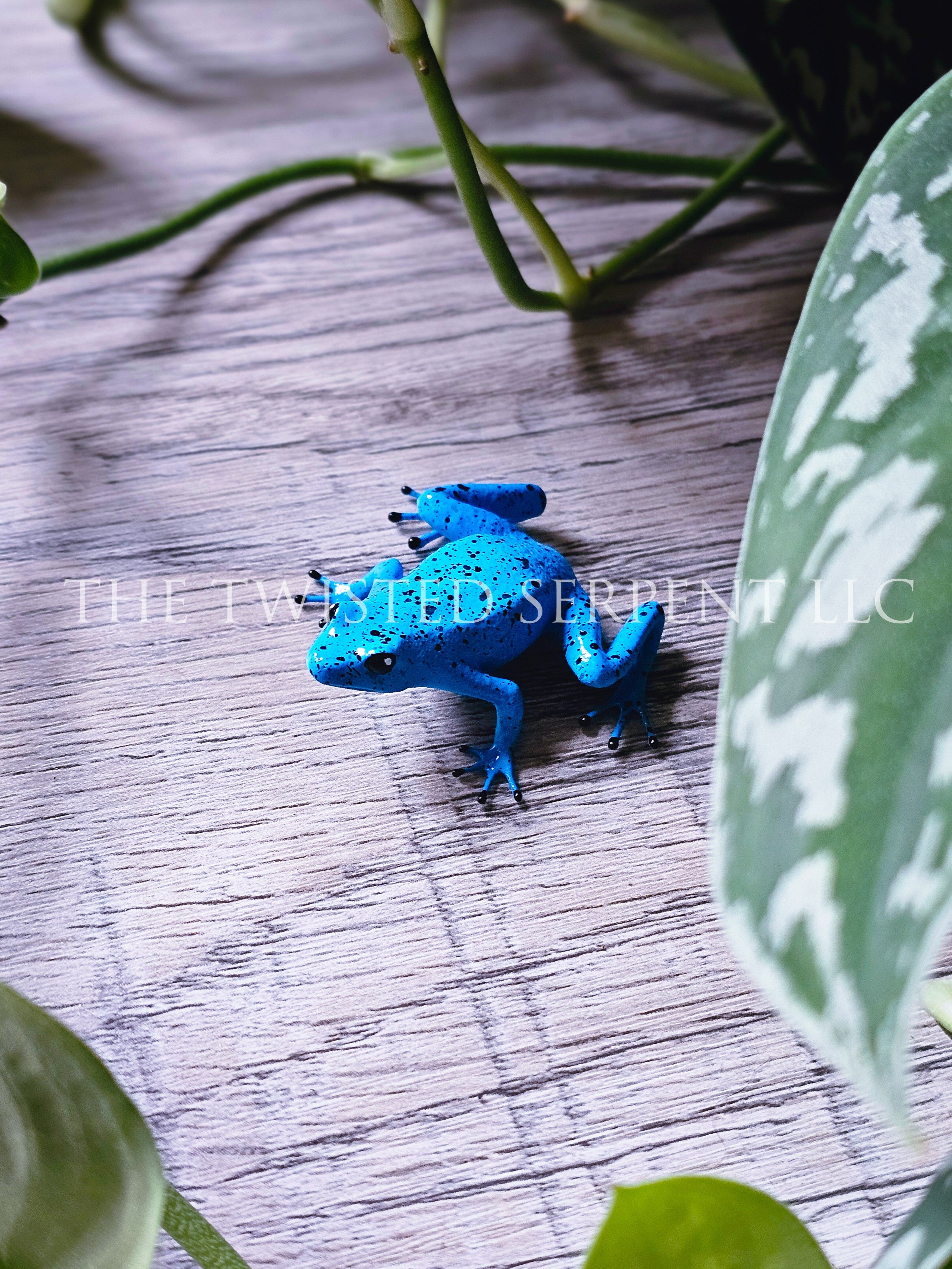 Blue Azureus Dart Frog Tabletop