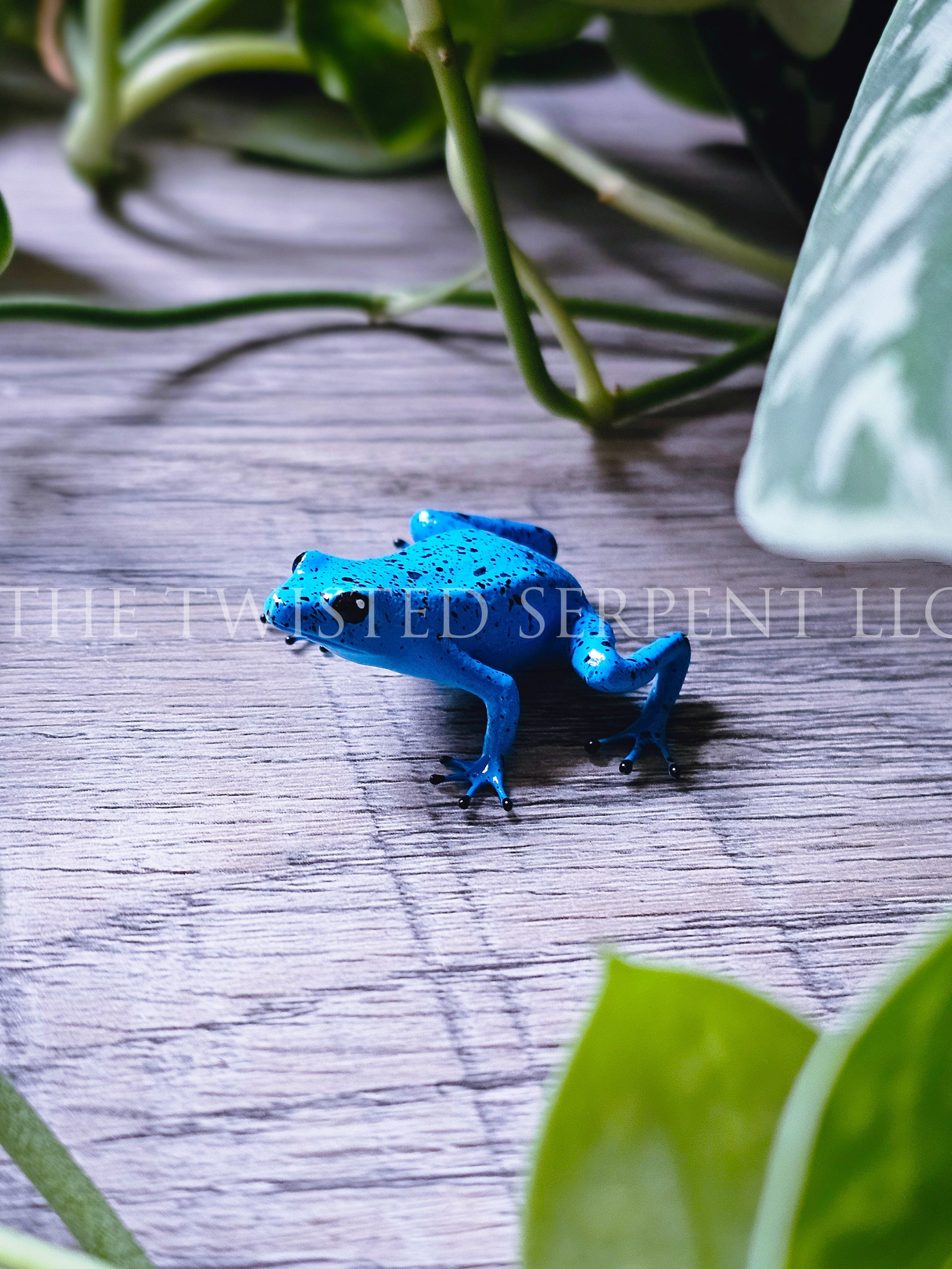 Blue Azureus Dart Frog Tabletop