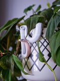 Blue Eyed Leucistic Ball Python Pot Pal