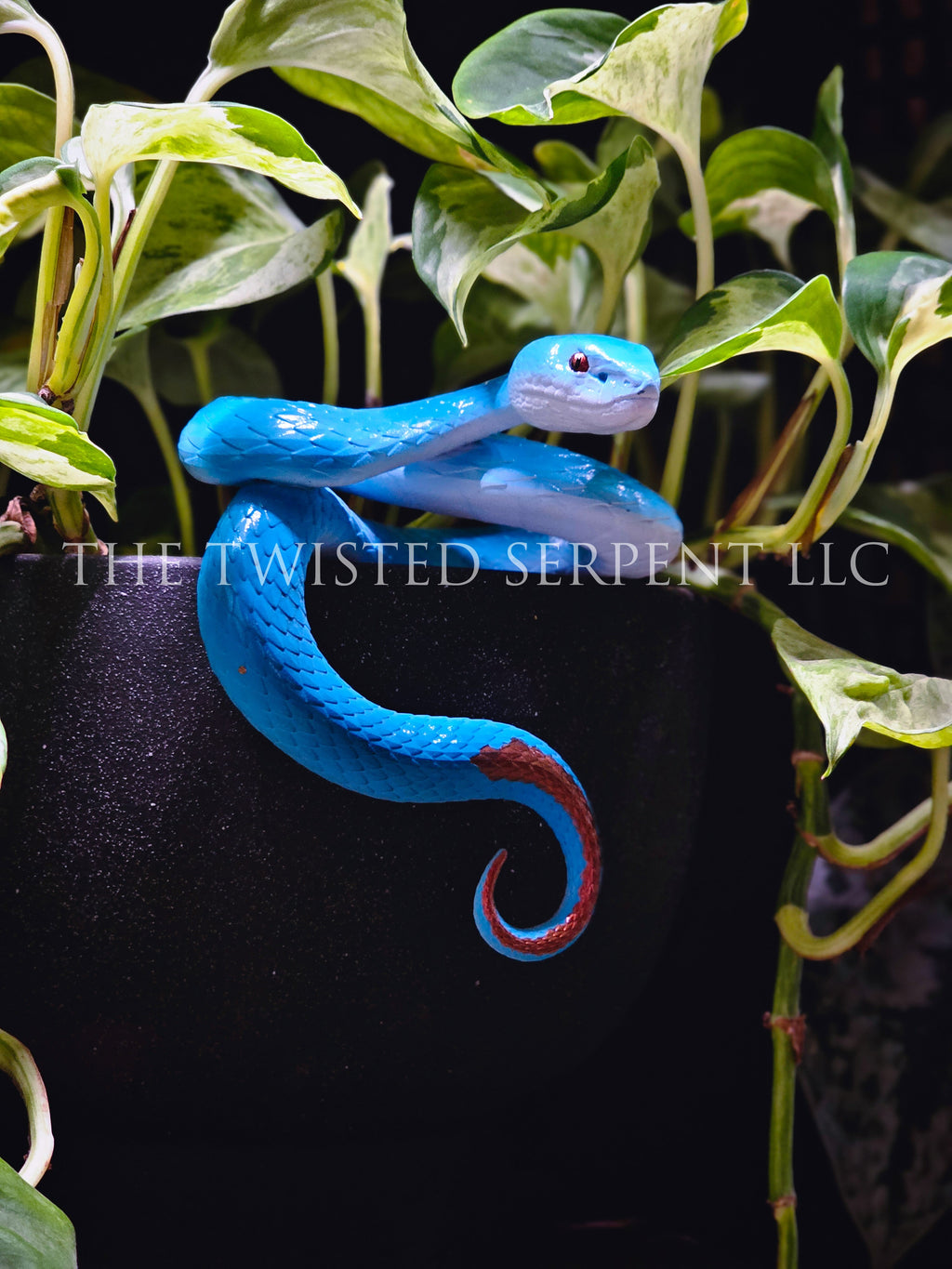 Blue Insularis Pit Viper