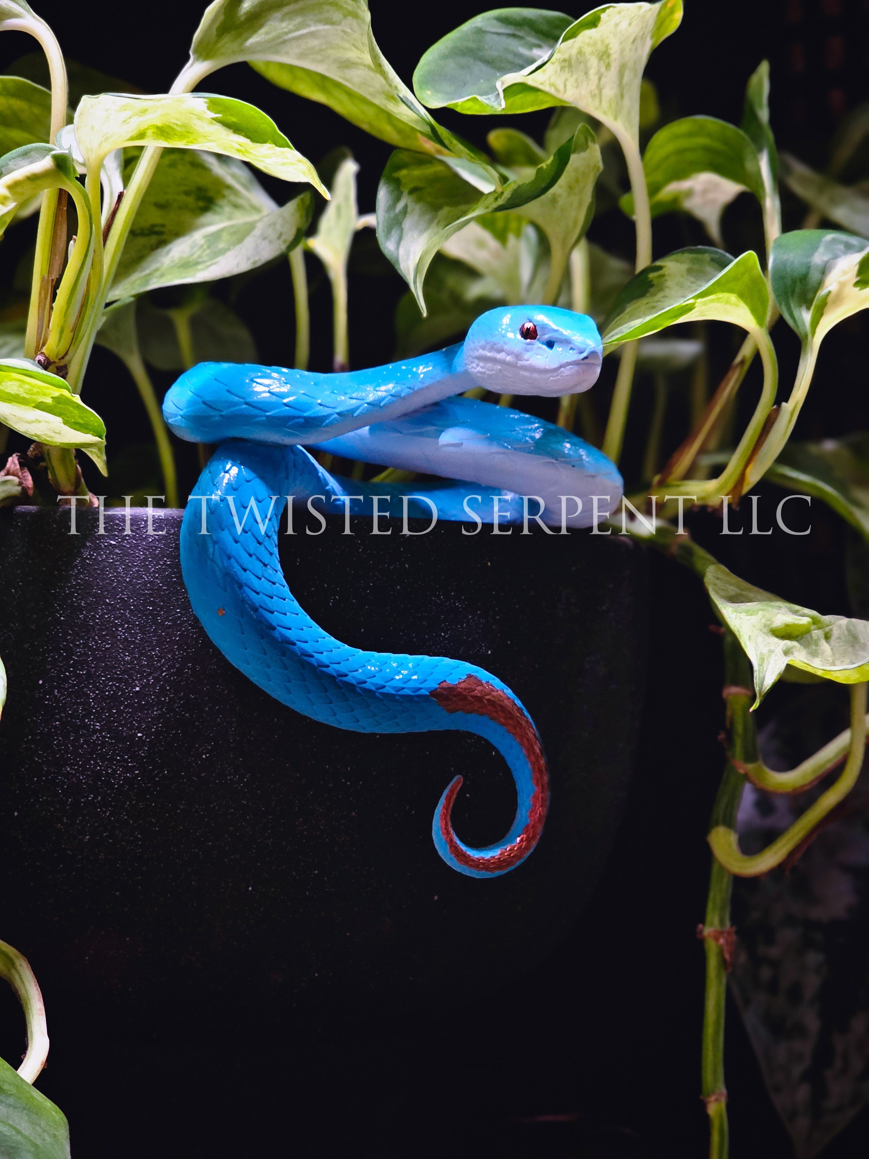 Blue Insularis Pit Viper