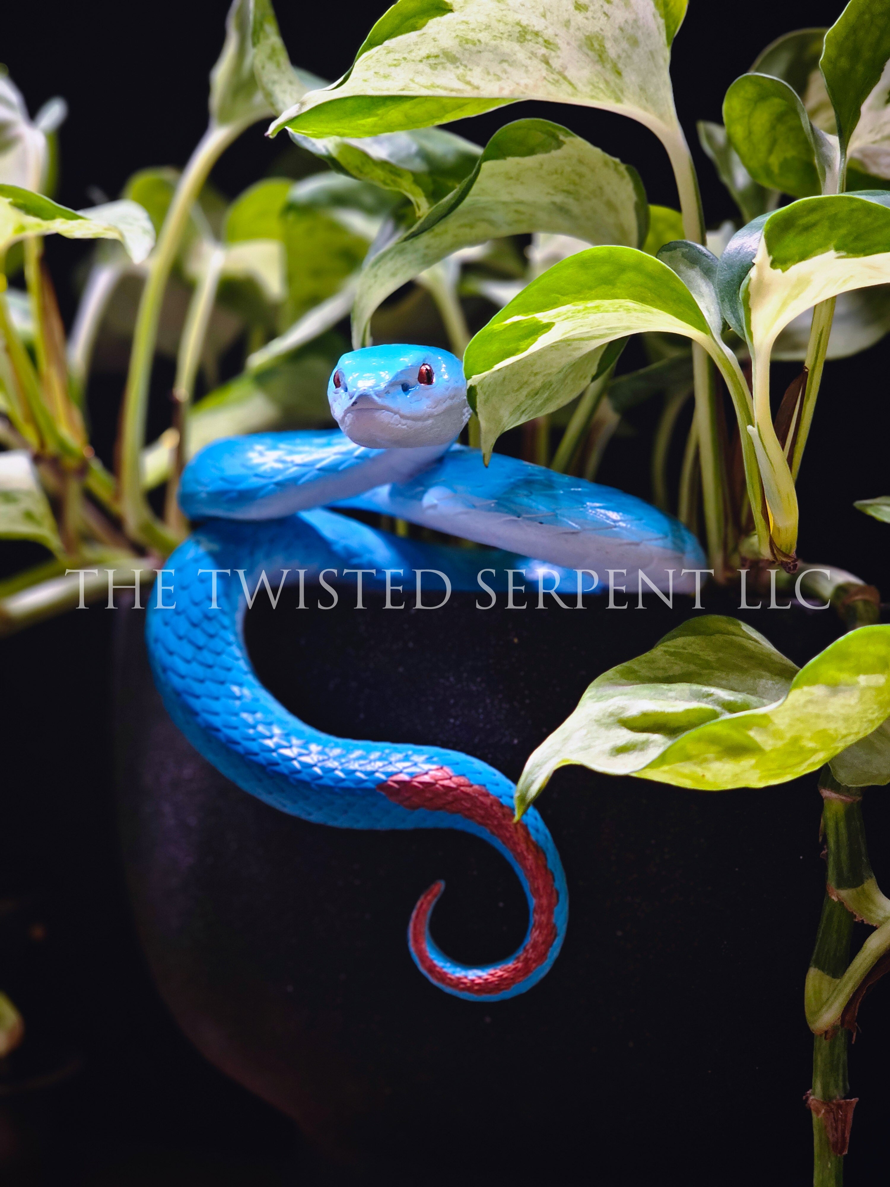 Blue Insularis Pit Viper