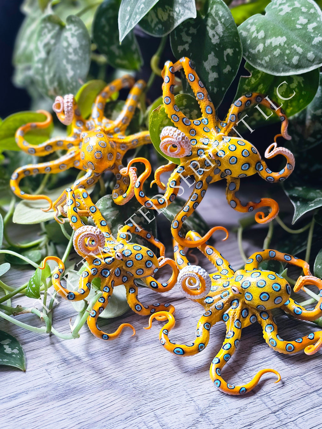 Blue Ringed Octopus