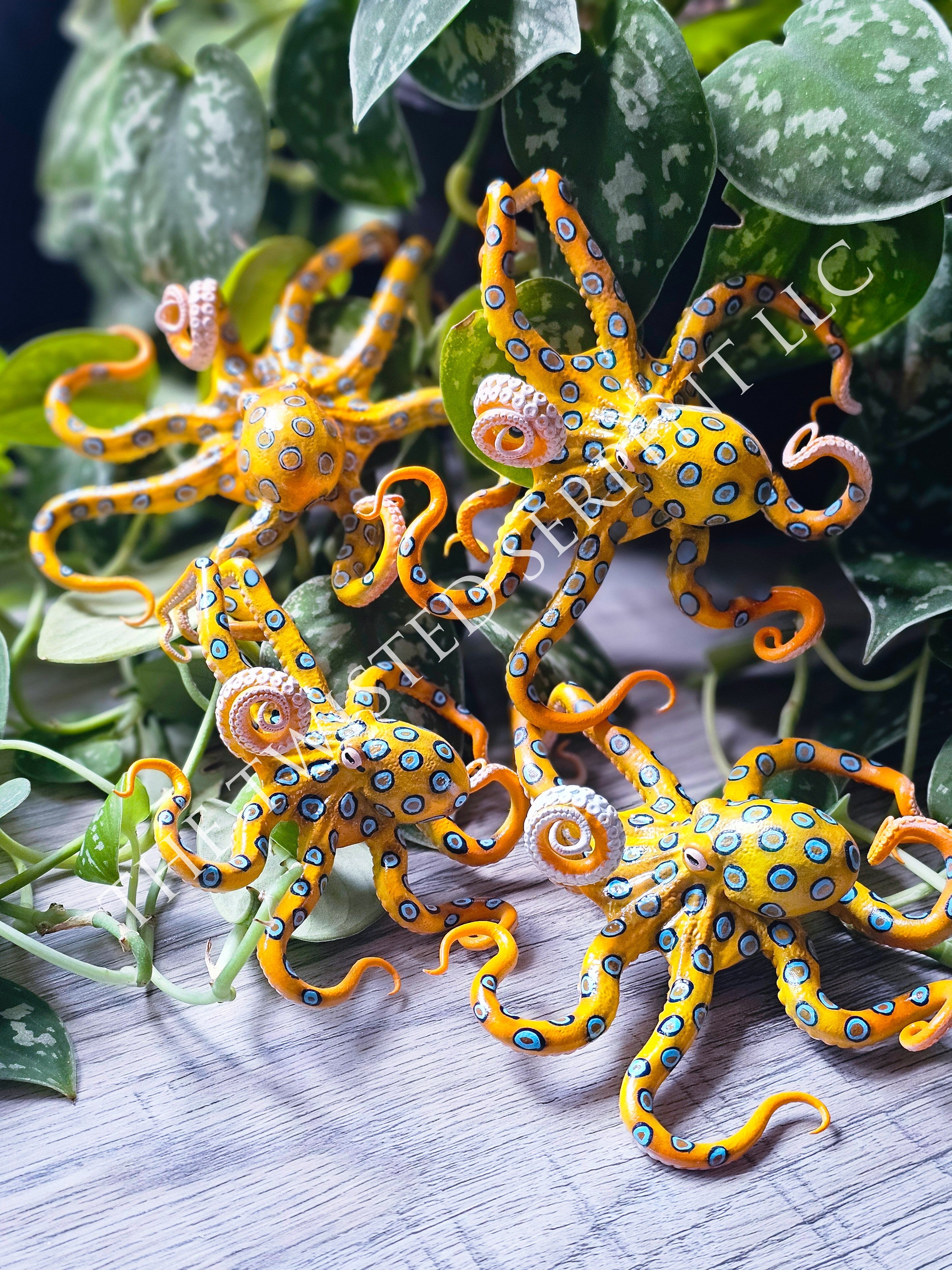 Blue Ringed Octopus