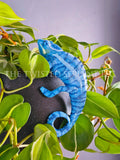 Blue 'Nosy Be' Panther Chameleon Pot Pal