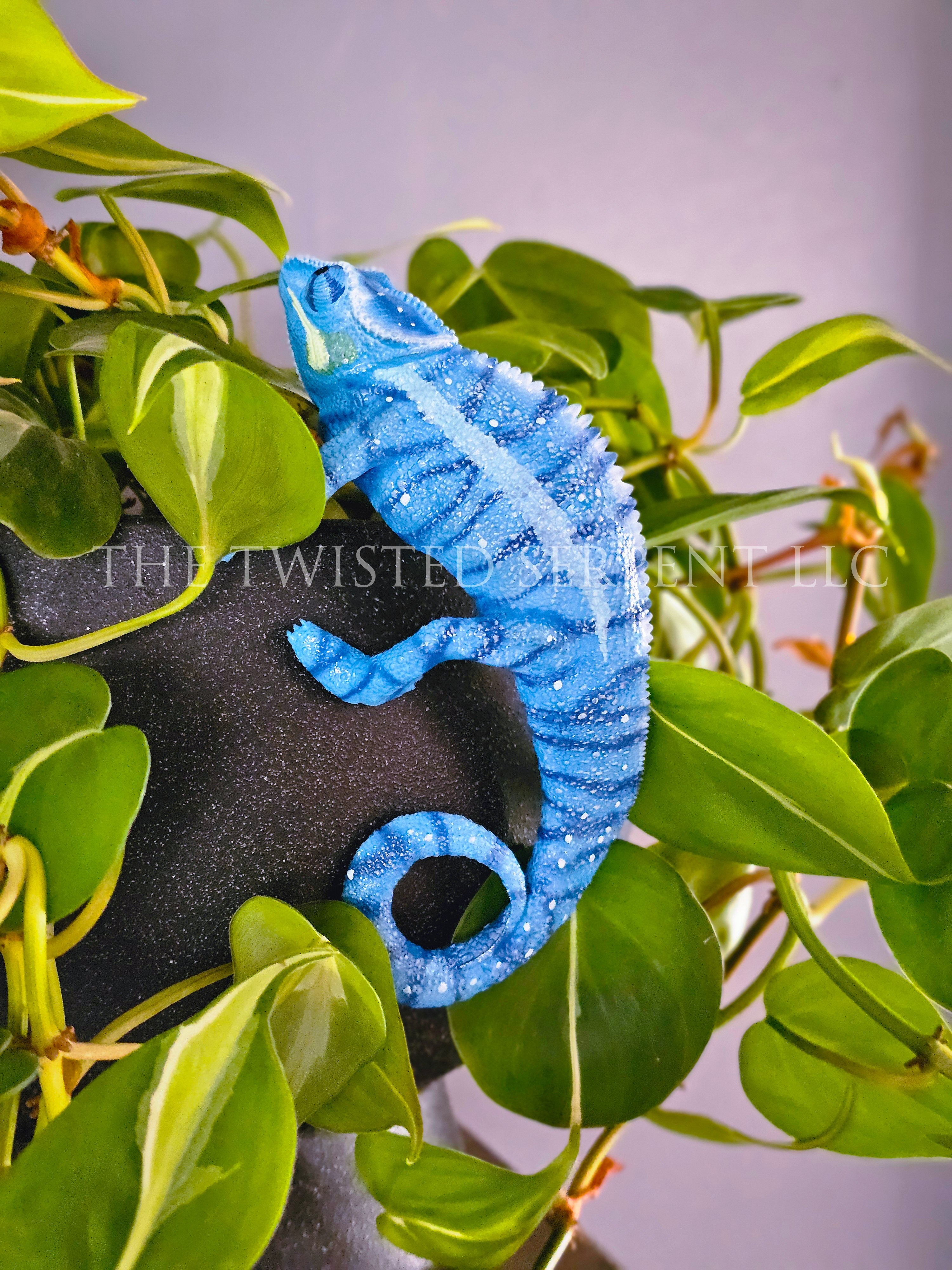 Blue 'Nosy Be' Panther Chameleon Pot Pal