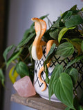 Cape Cobra Pot Pal