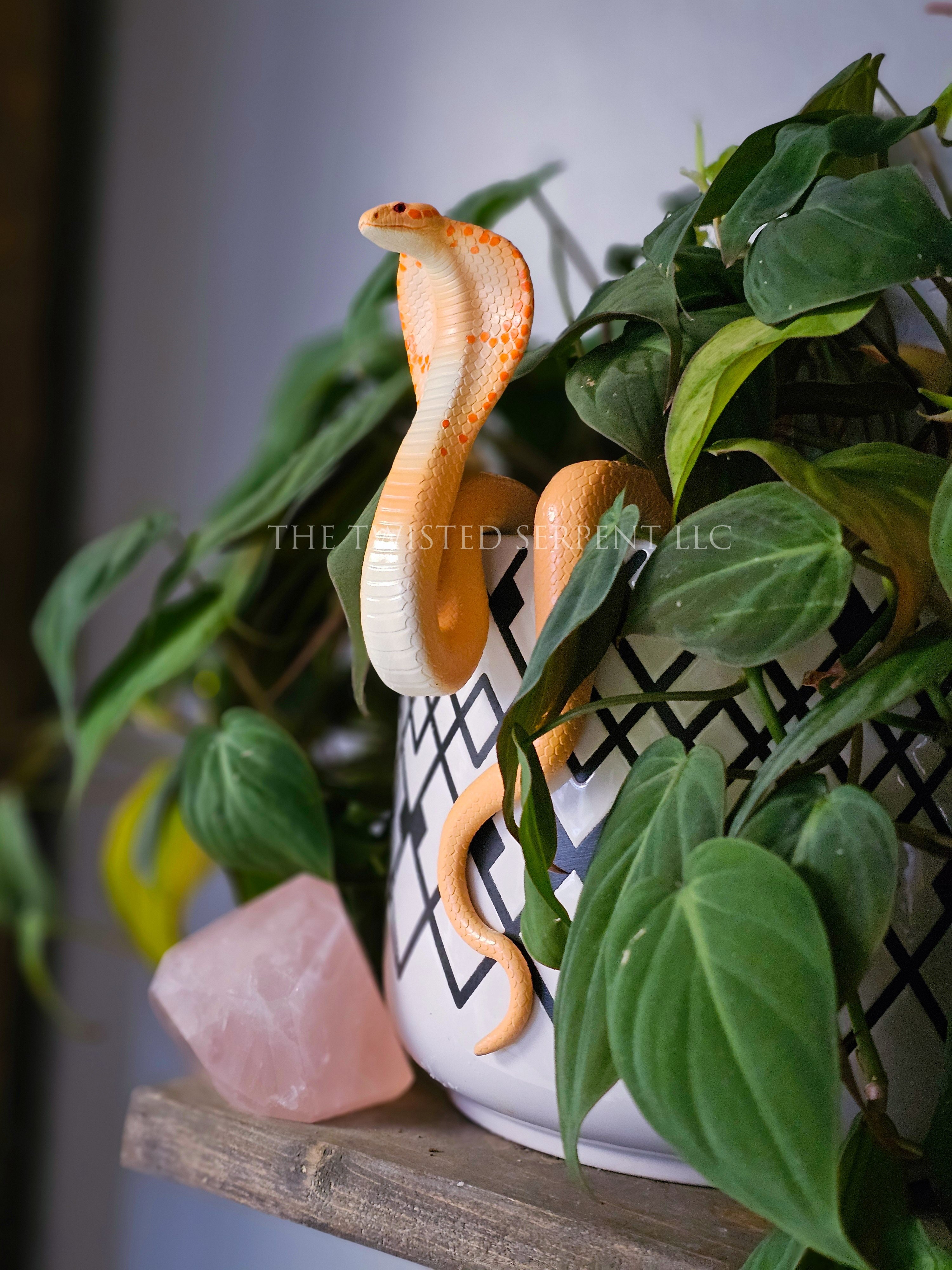 Cape Cobra Pot Pal