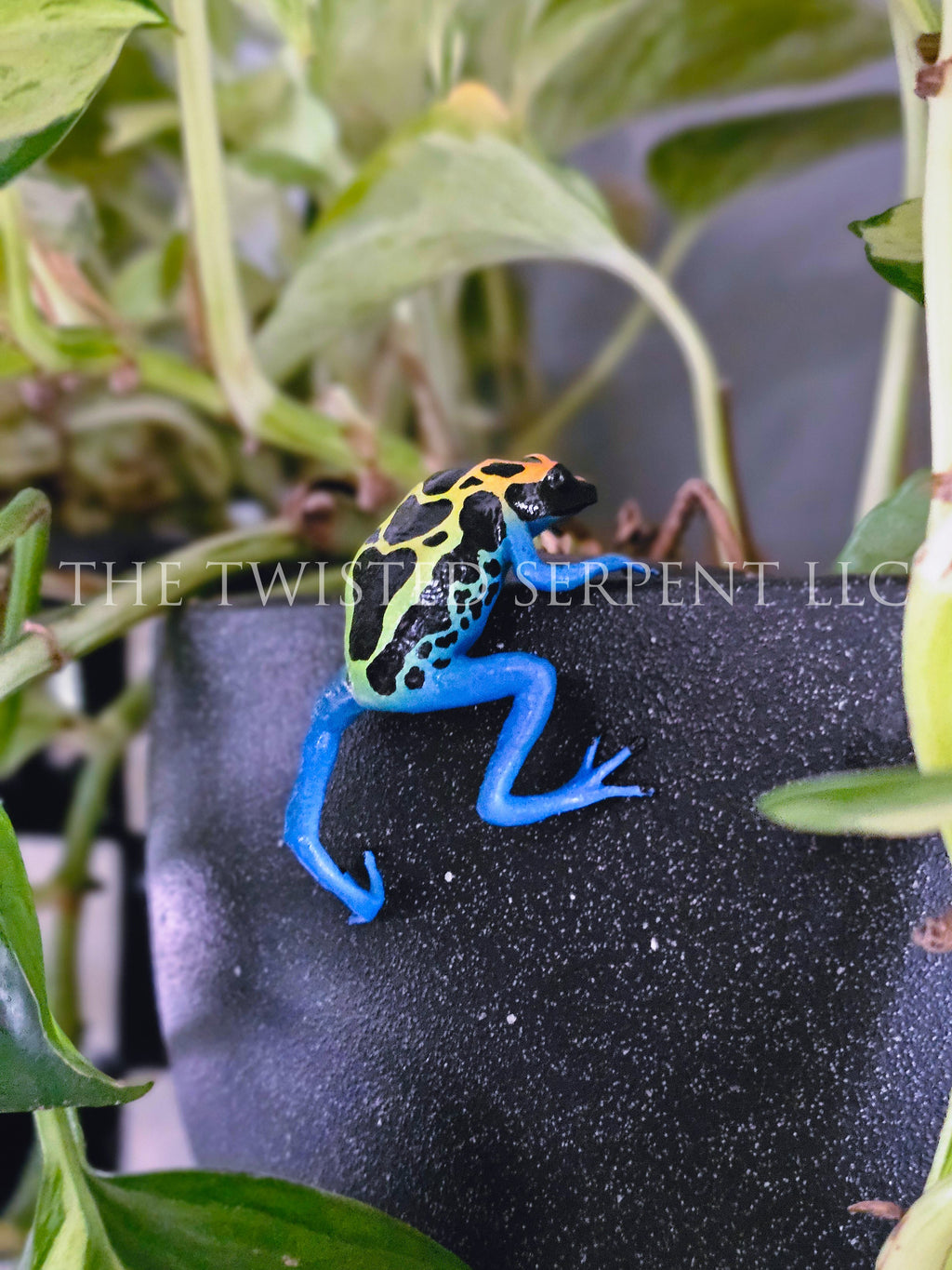 Cobalt Dart Frog Pot Pal