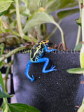 Cobalt Dart Frog Pot Pal