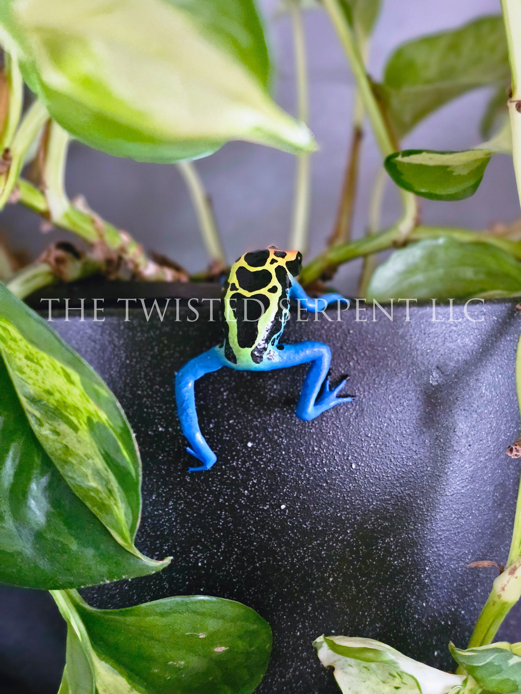 Cobalt Dart Frog Pot Pal