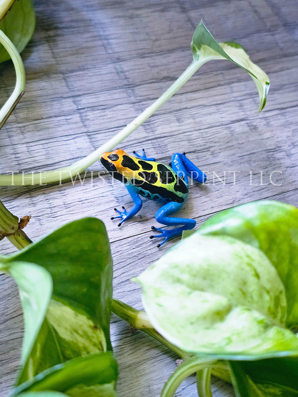 Cobalt Dart Frog Tabletop
