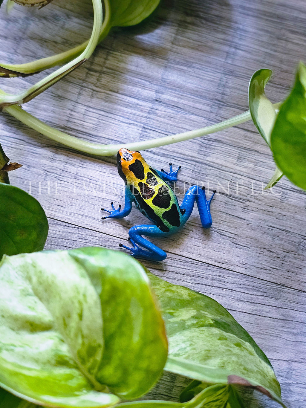 Cobalt Dart Frog Tabletop