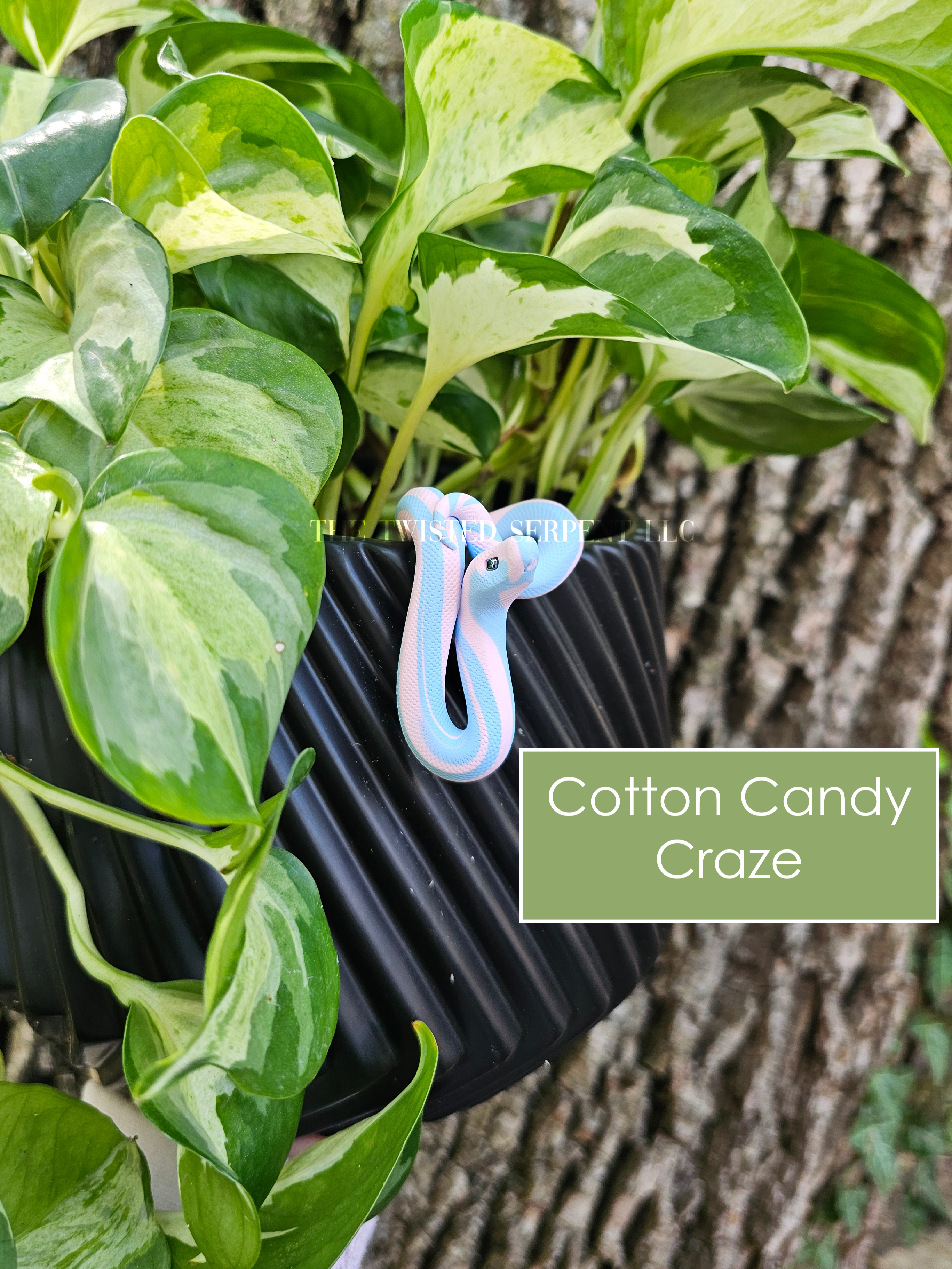 Cotton Candy Craze