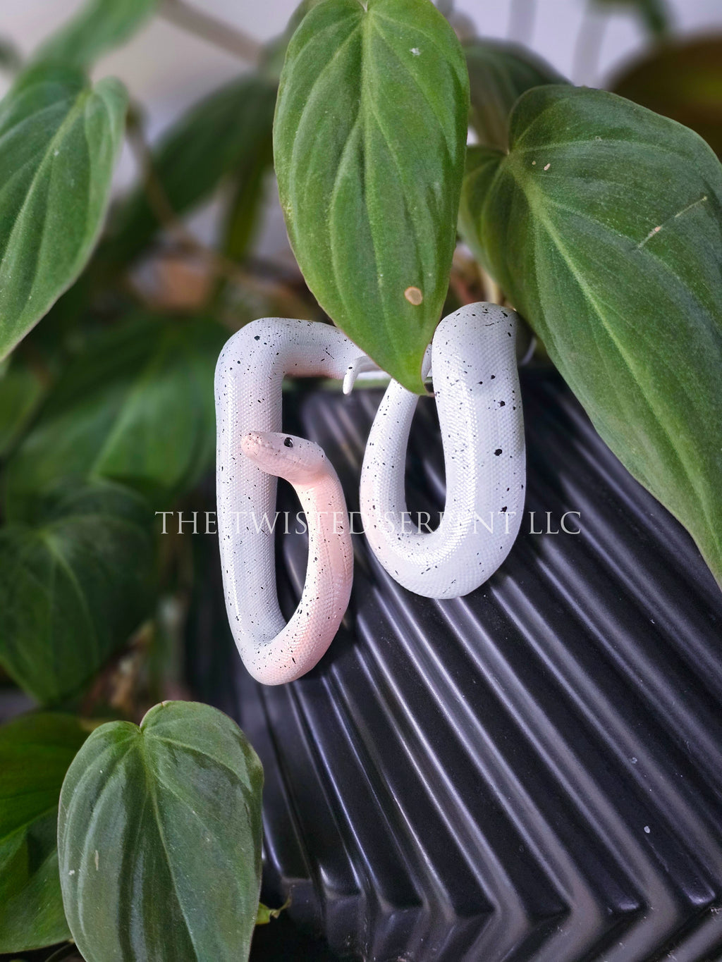 Cow Reticulated Python Pot Pal