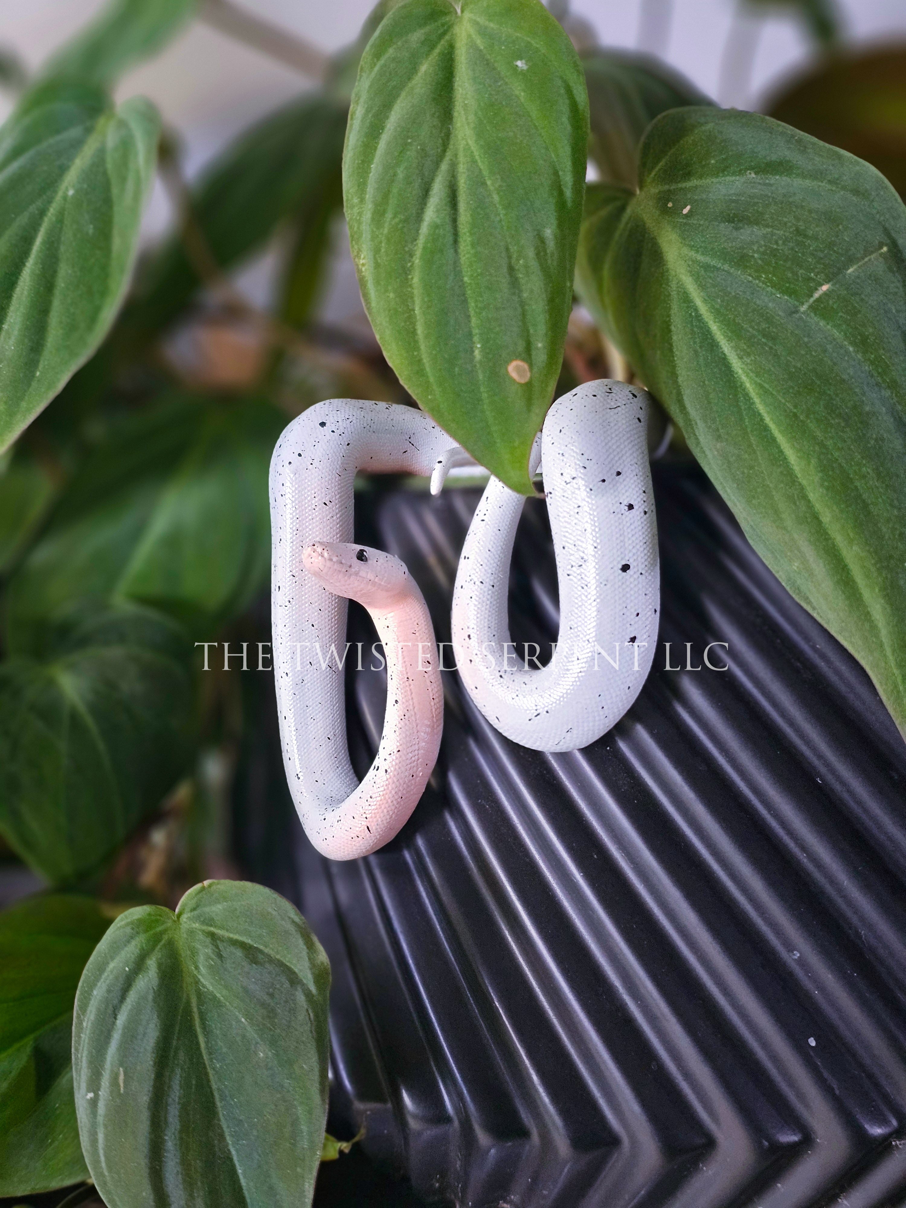 Cow Reticulated Python Pot Pal