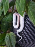 Cow Reticulated Python Pot Pal
