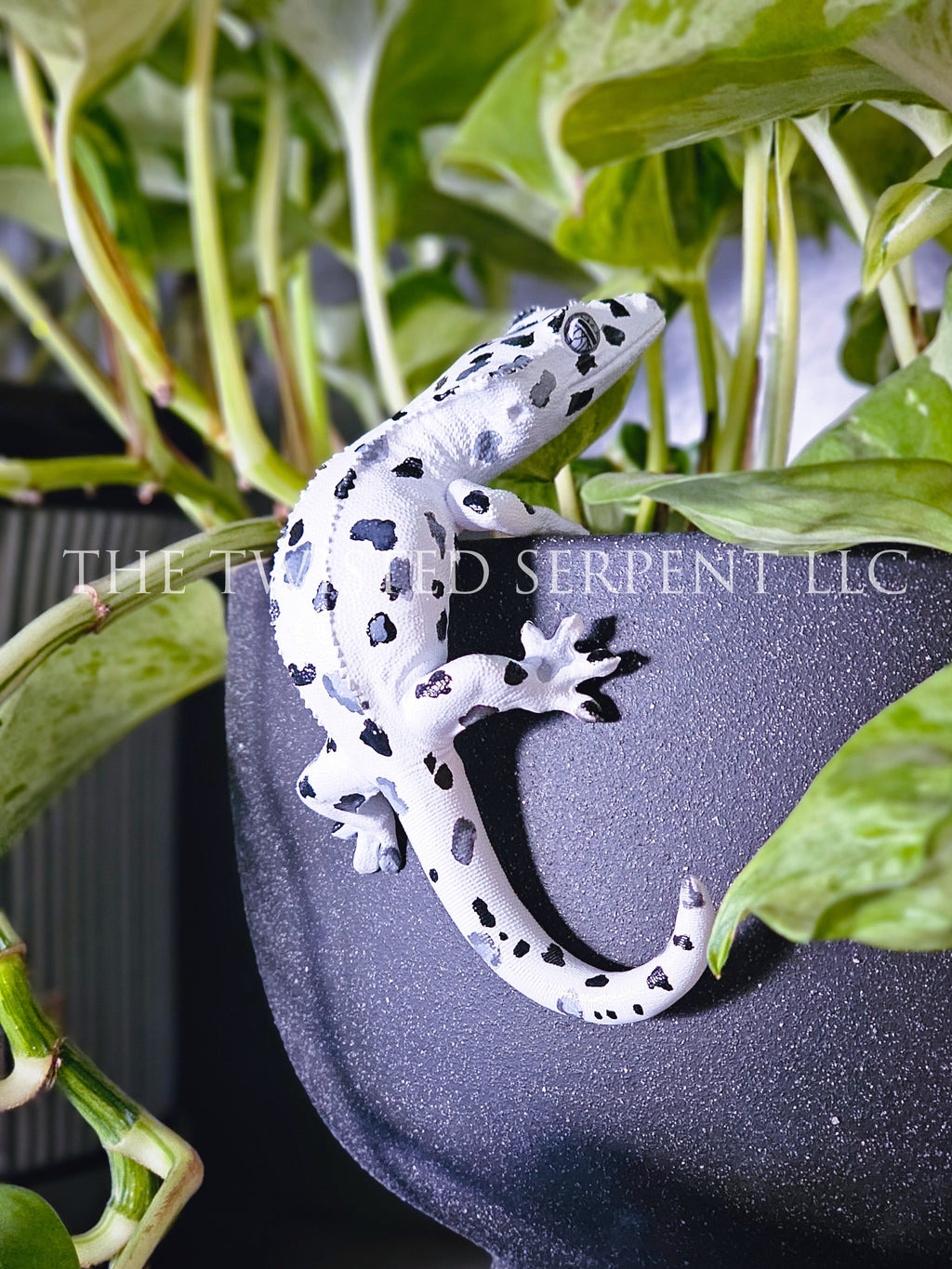 Dalmatian Crested Gecko Pot Pal