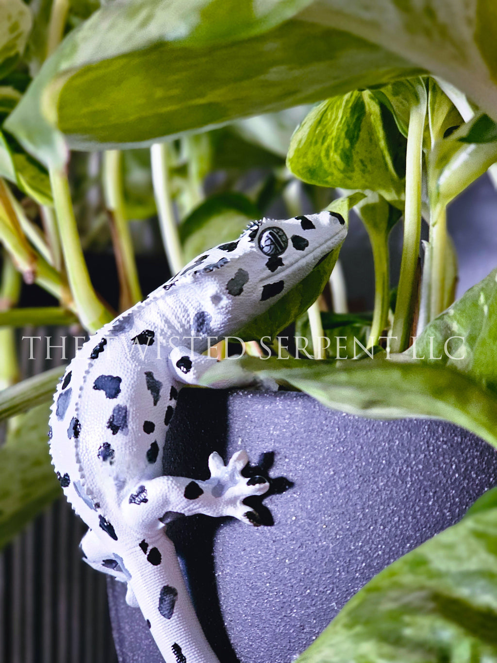 Dalmatian Crested Gecko Pot Pal
