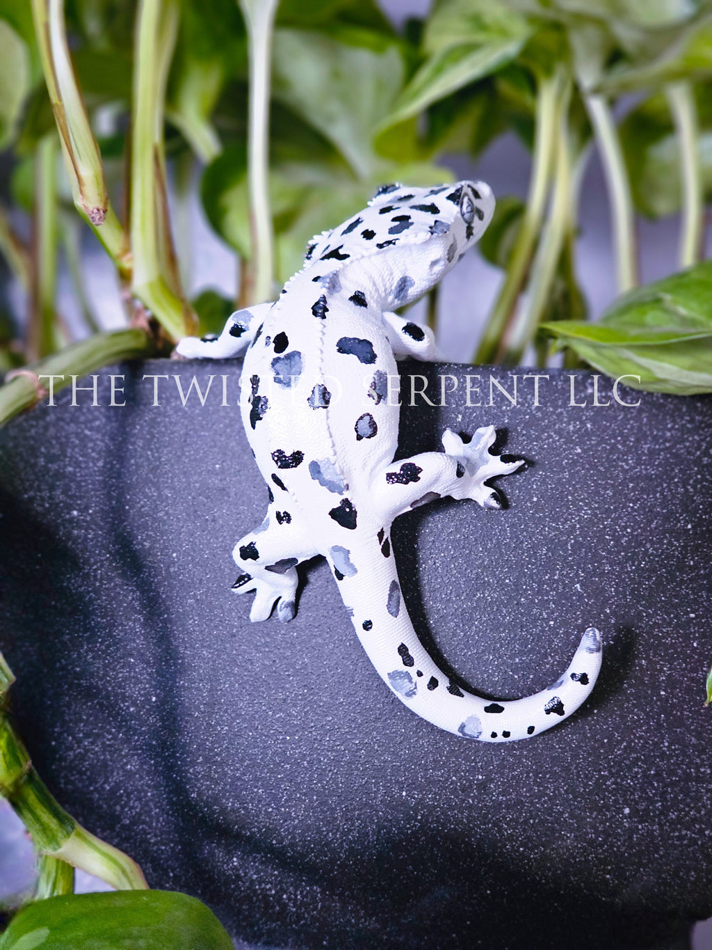 Dalmatian Crested Gecko Pot Pal