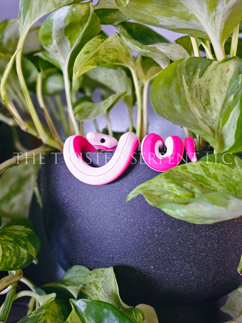Dragonfruit