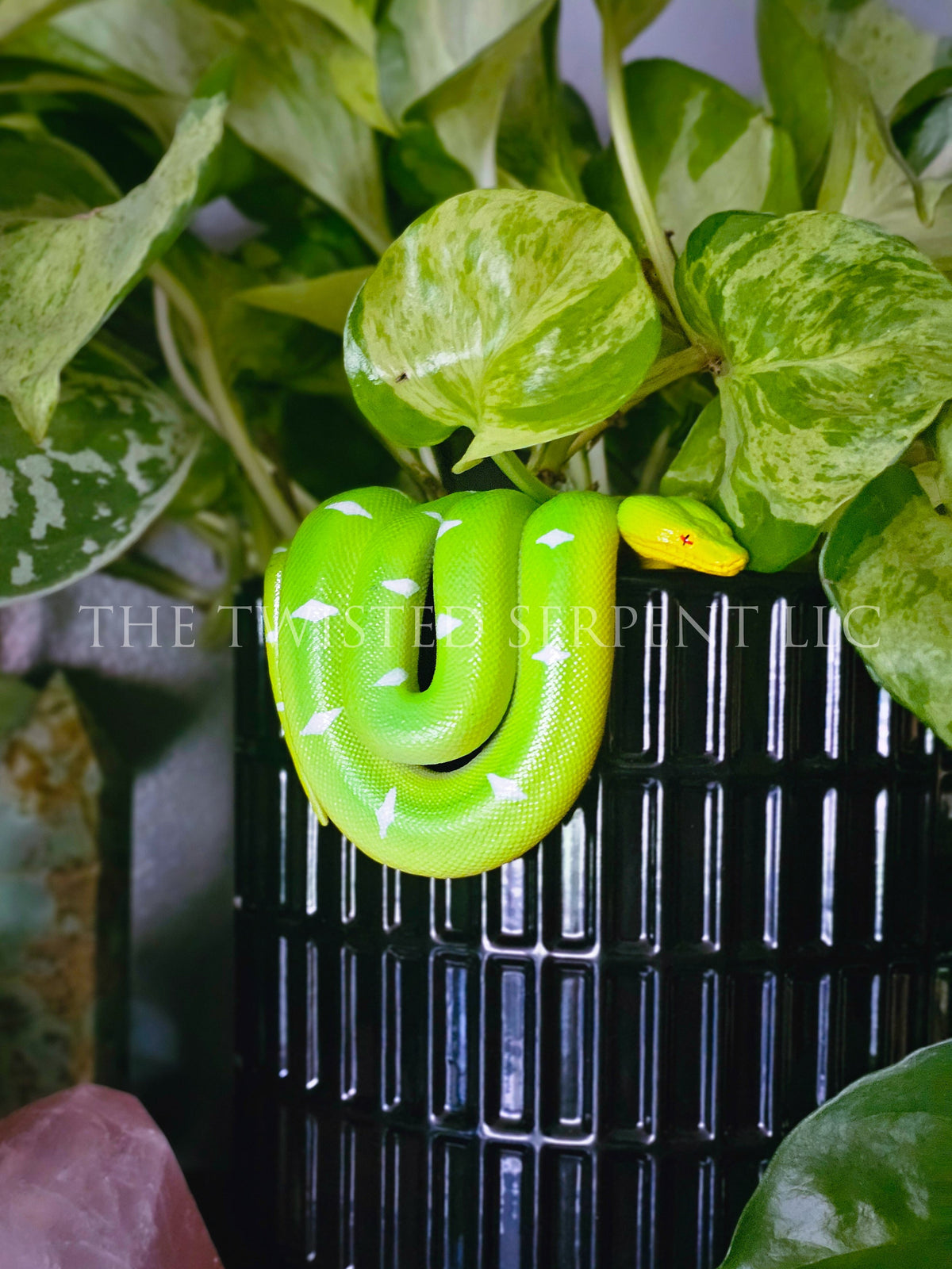 Emerald Tree Boa Pot Pal