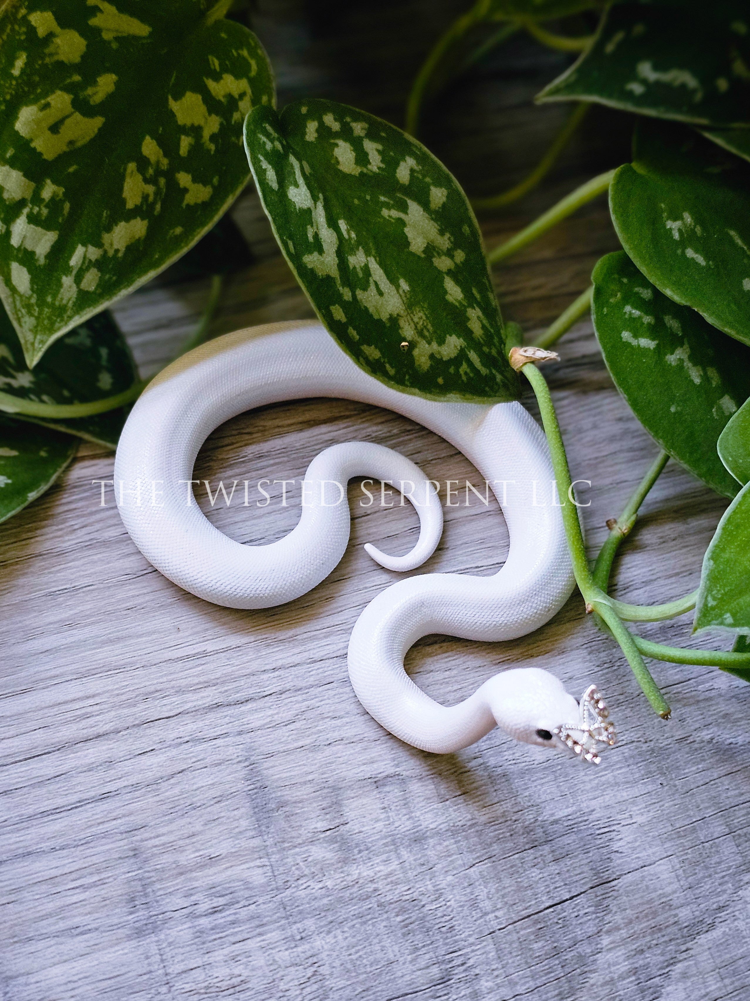 Flutter - Butterfly Ball Python Tabletop
