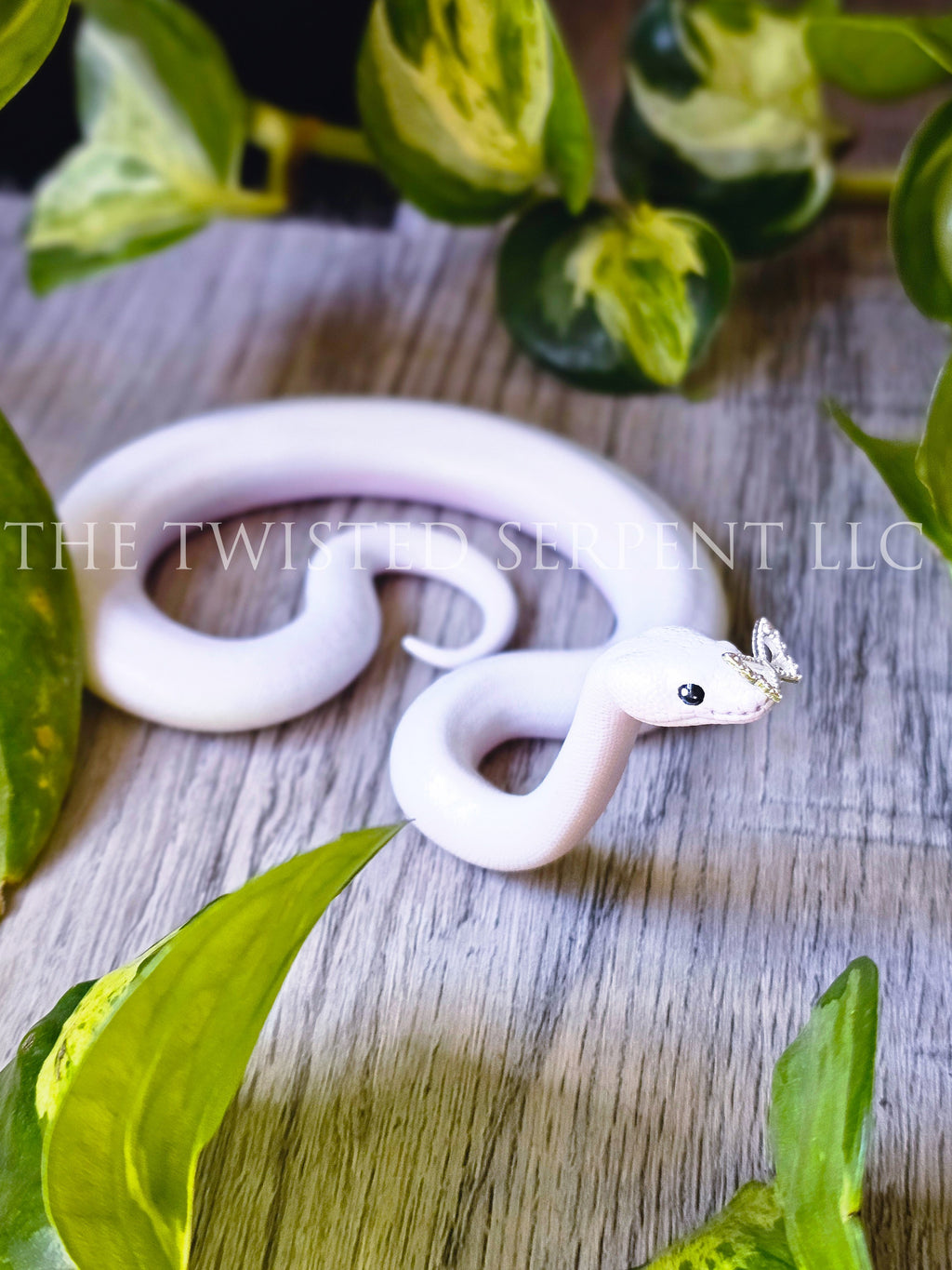 Flutter - Butterfly Ball Python Tabletop