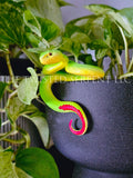 Green Insularis Pit Viper