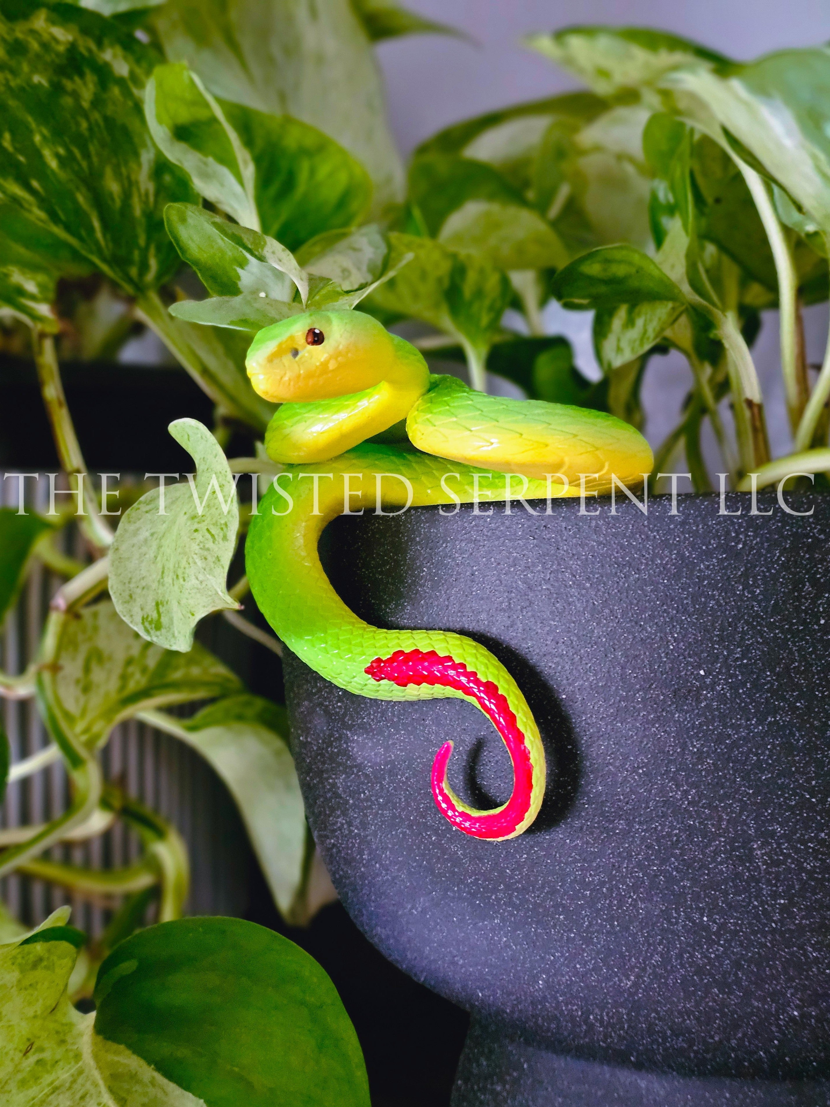 Green Insularis Pit Viper